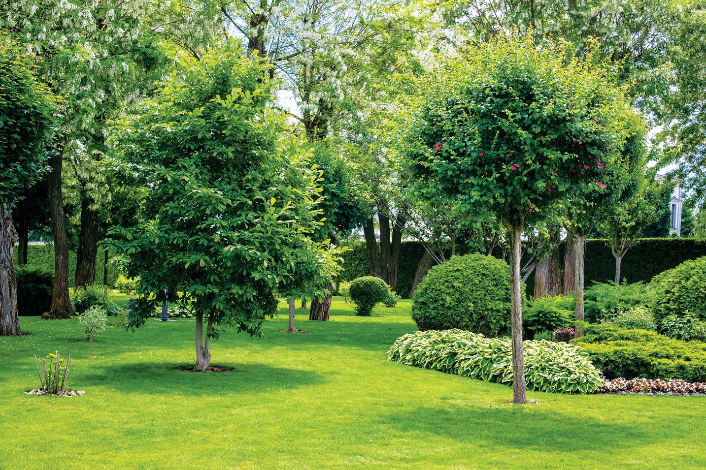 Lush green garden with manicured lawn, trimmed trees, and a sculpted shrub border under bright sunlight.