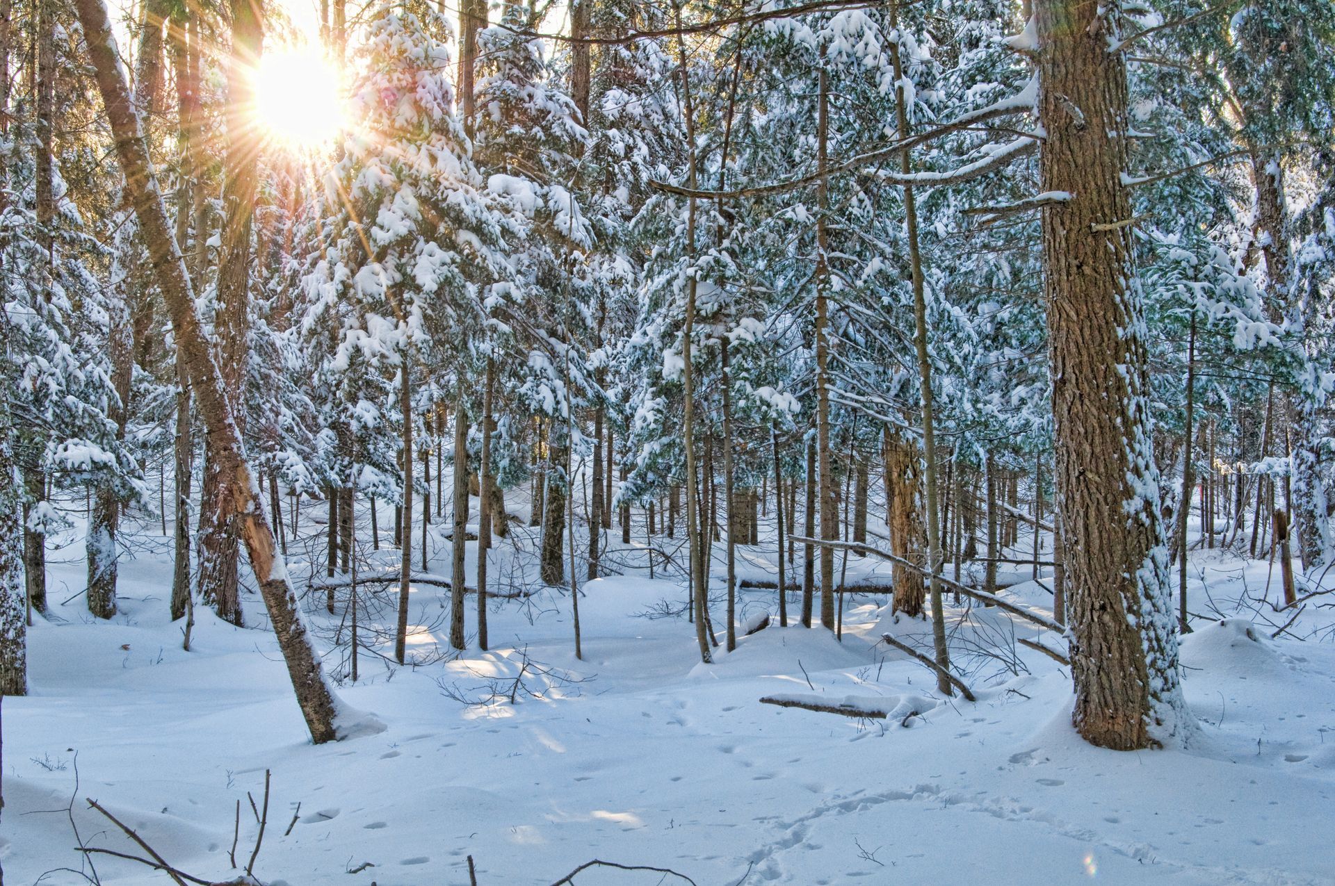 Bright sun shines through snow-covered evergreen trees in a dense forest, casting long shadows on the white snowy ground.
