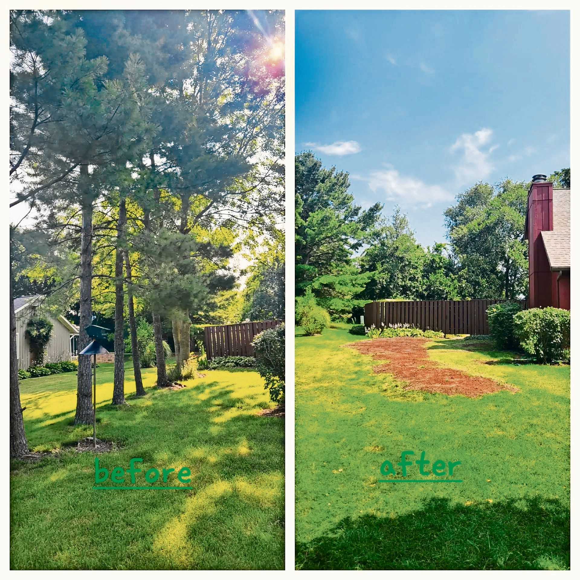 Before and after photos of a residential lawn, showing the removal of several pine trees, revealing a clear yard space.