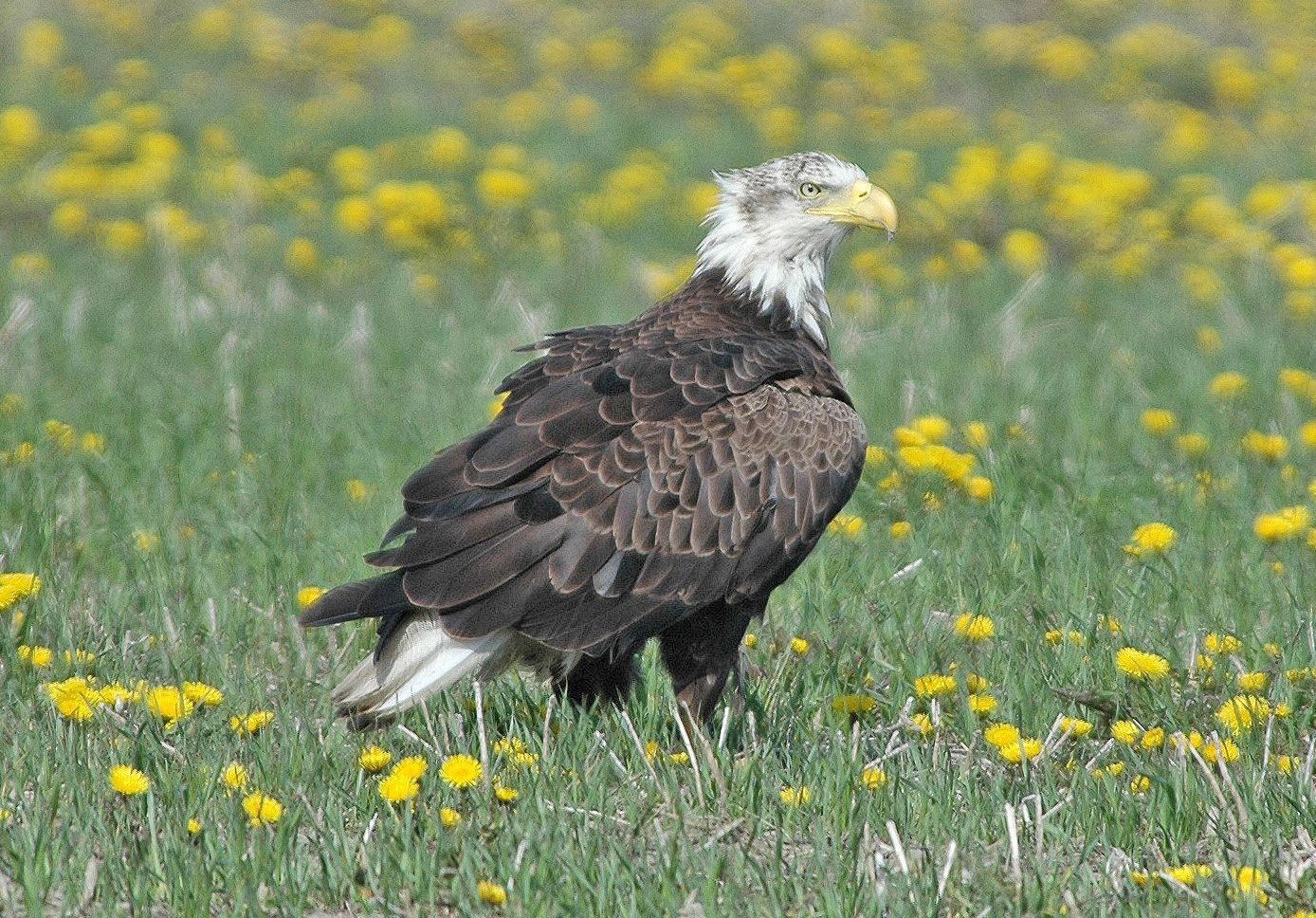 A bald eagle with brown body feathers and a white head standing in a grassy field dotted with yellow dandelions.