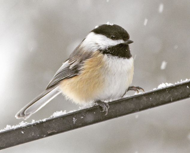 A black-capped chickadee with buff-colored flanks perches on a snowy metal rail during a light snowfall.