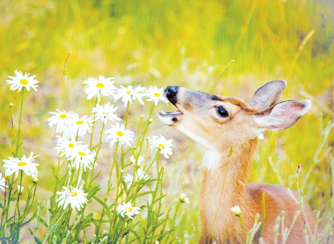 A young deer with its mouth open stands in a sunny meadow among white daisies.