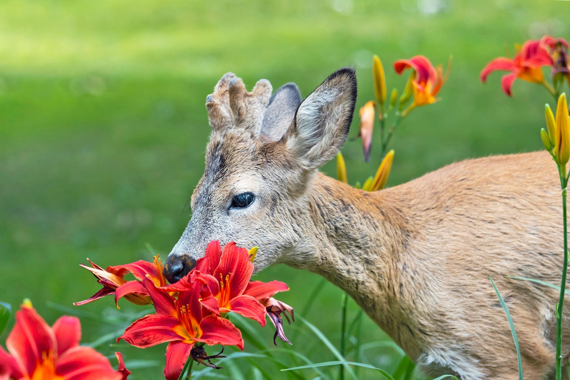 A young roe deer with growing antlers sniffing vibrant orange daylilies in a green meadow.