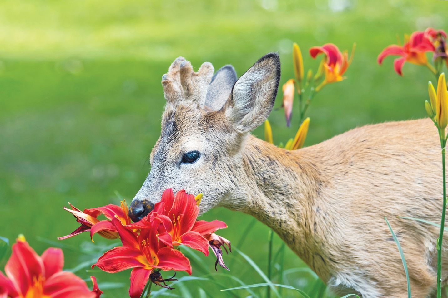 A young deer sniffing bright red daylilies in a lush green field.