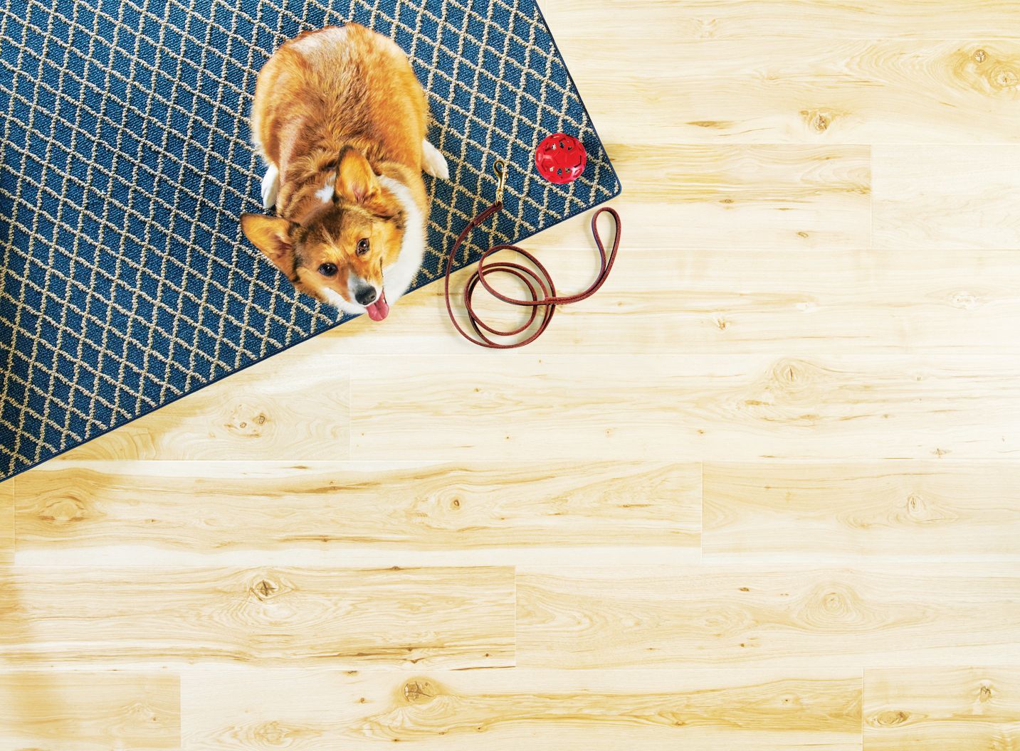 A Corgi sits on a patterned blue rug next to a coiled red leash and a red toy on light-colored wood flooring.