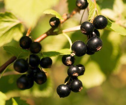 A close-up of dark, ripe blackcurrants hanging from a stem with green leaves in a garden.