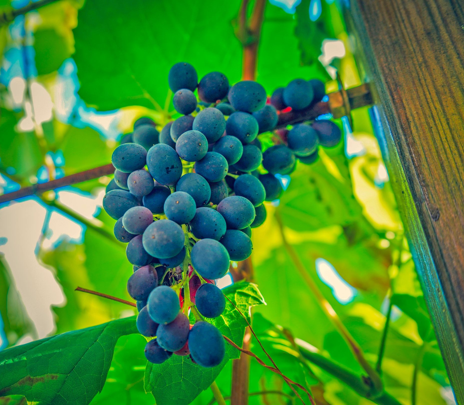 A cluster of ripe, dark purple grapes hanging on a vine with green leaves and a wooden support post in the background.