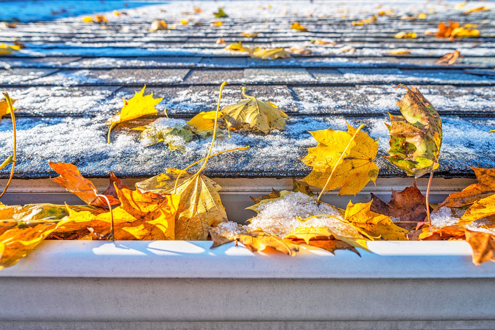 A roof gutter filled with vibrant autumn leaves and a light dusting of snow on the shingles.