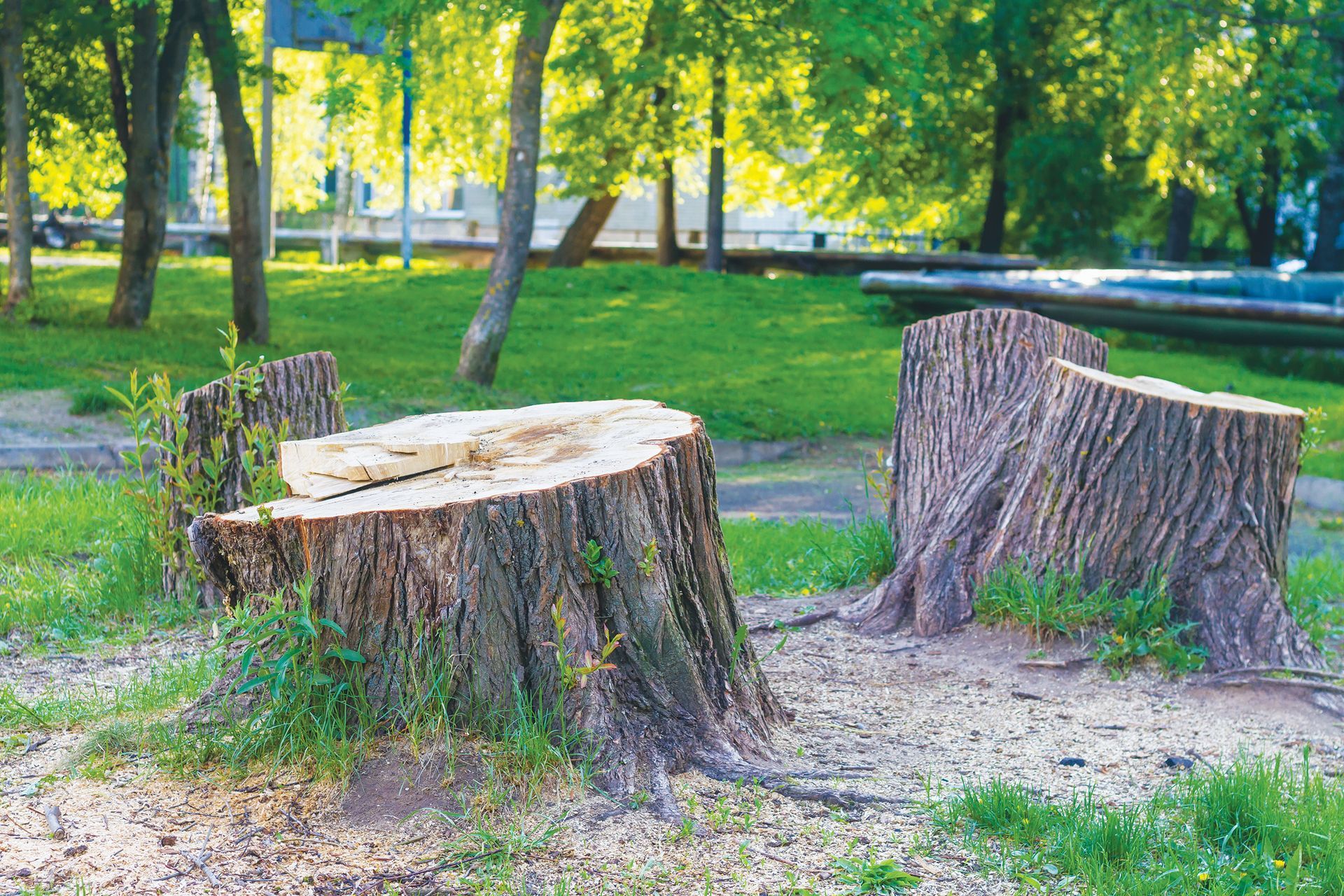 Three large tree stumps sit on a grassy lawn in a park with sunlight filtering through surrounding trees.