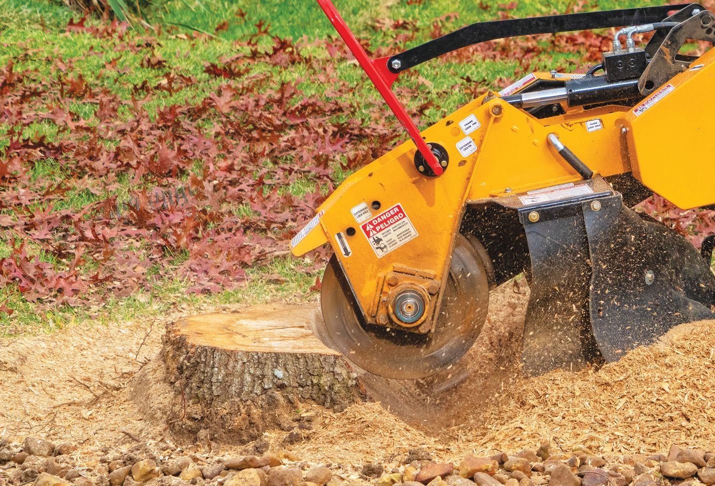 A yellow stump grinder cuts into a tree stump, spraying wood chips onto the ground near fallen autumn leaves.