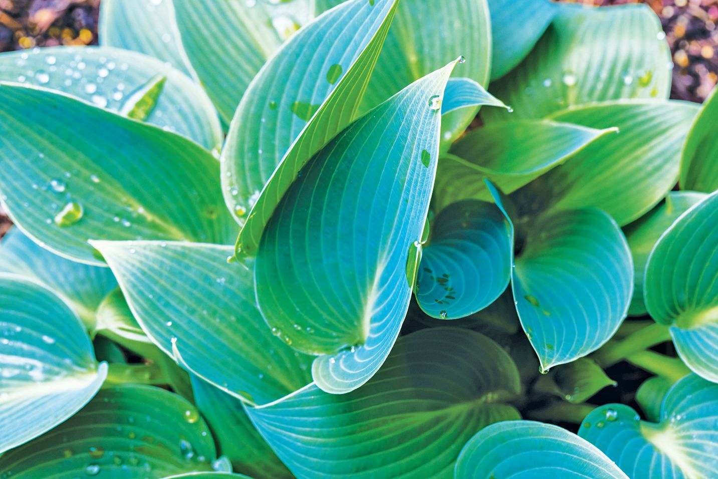 Close-up of vibrant blue-green Hosta leaves with visible veins and small water droplets.
