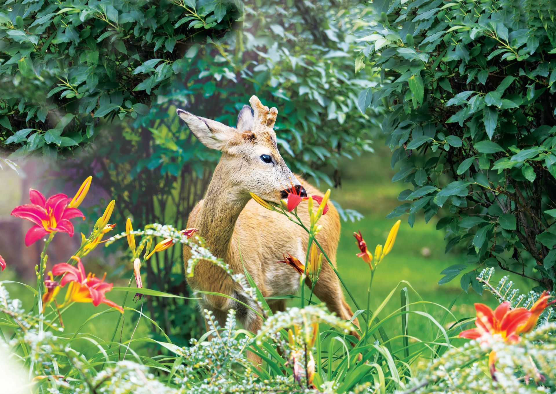 A young deer with small antlers stands in a lush garden, gently eating a bright orange daylily flower.