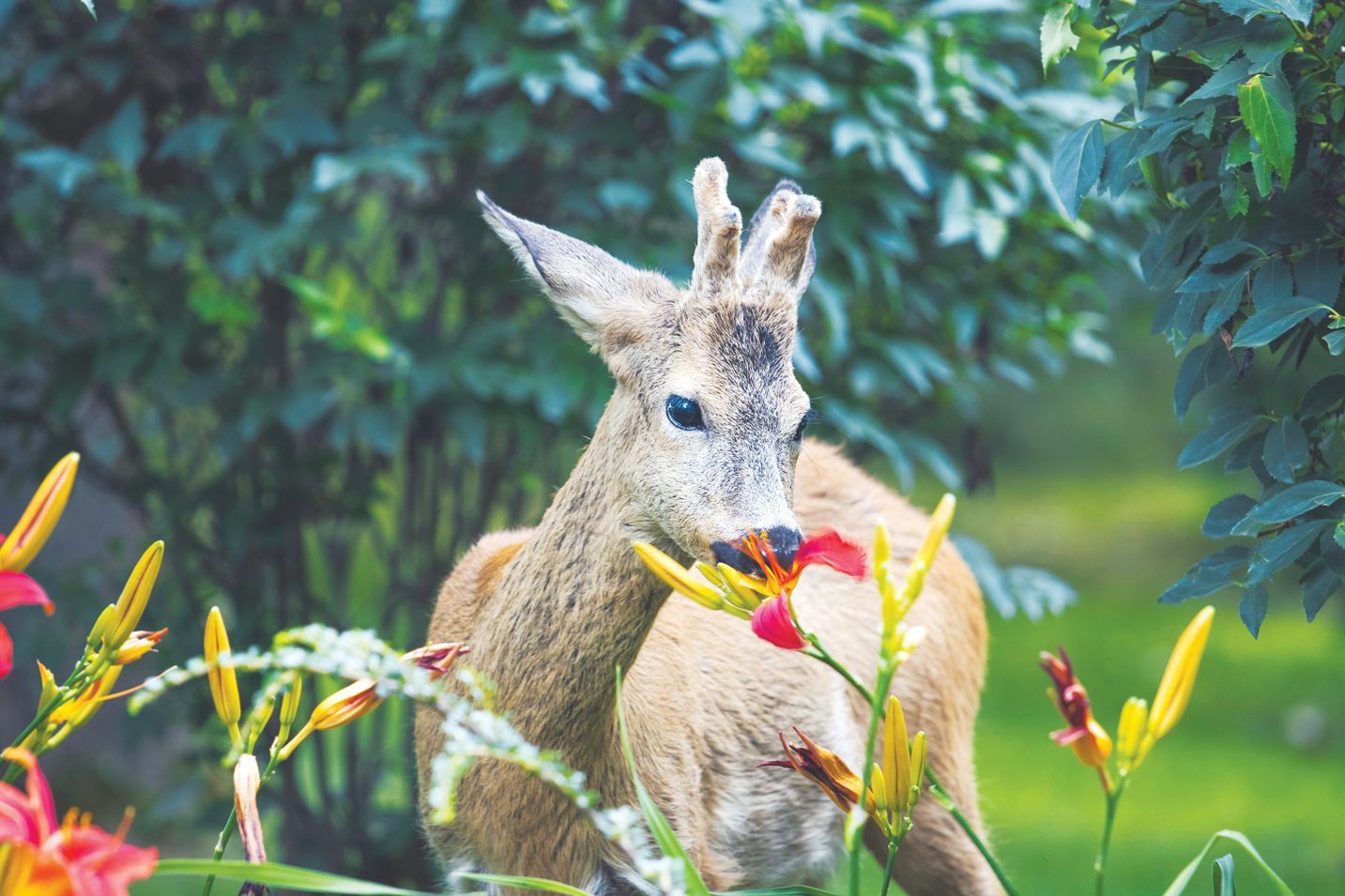 A small deer with budding antlers nibbles on a vibrant red and yellow daylily in a lush, green garden.