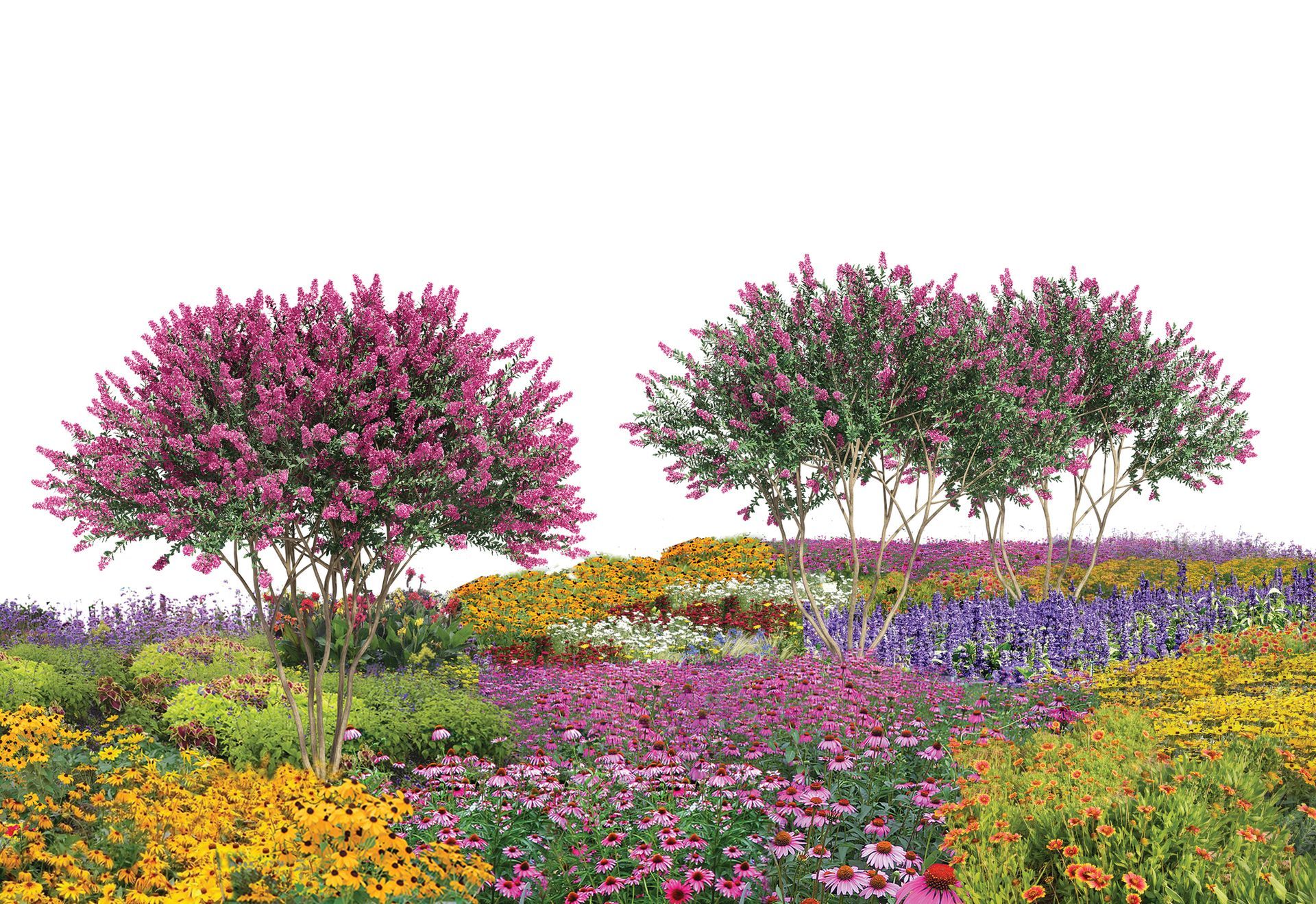Two blooming magenta crape myrtle trees set in a vibrant landscape filled with colorful purple, yellow, and green flowers.