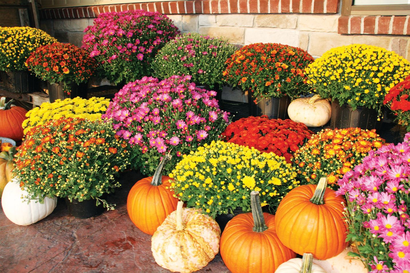 A vibrant display of fall mums in shades of purple, yellow, orange, and red arranged with pumpkins on a porch.
