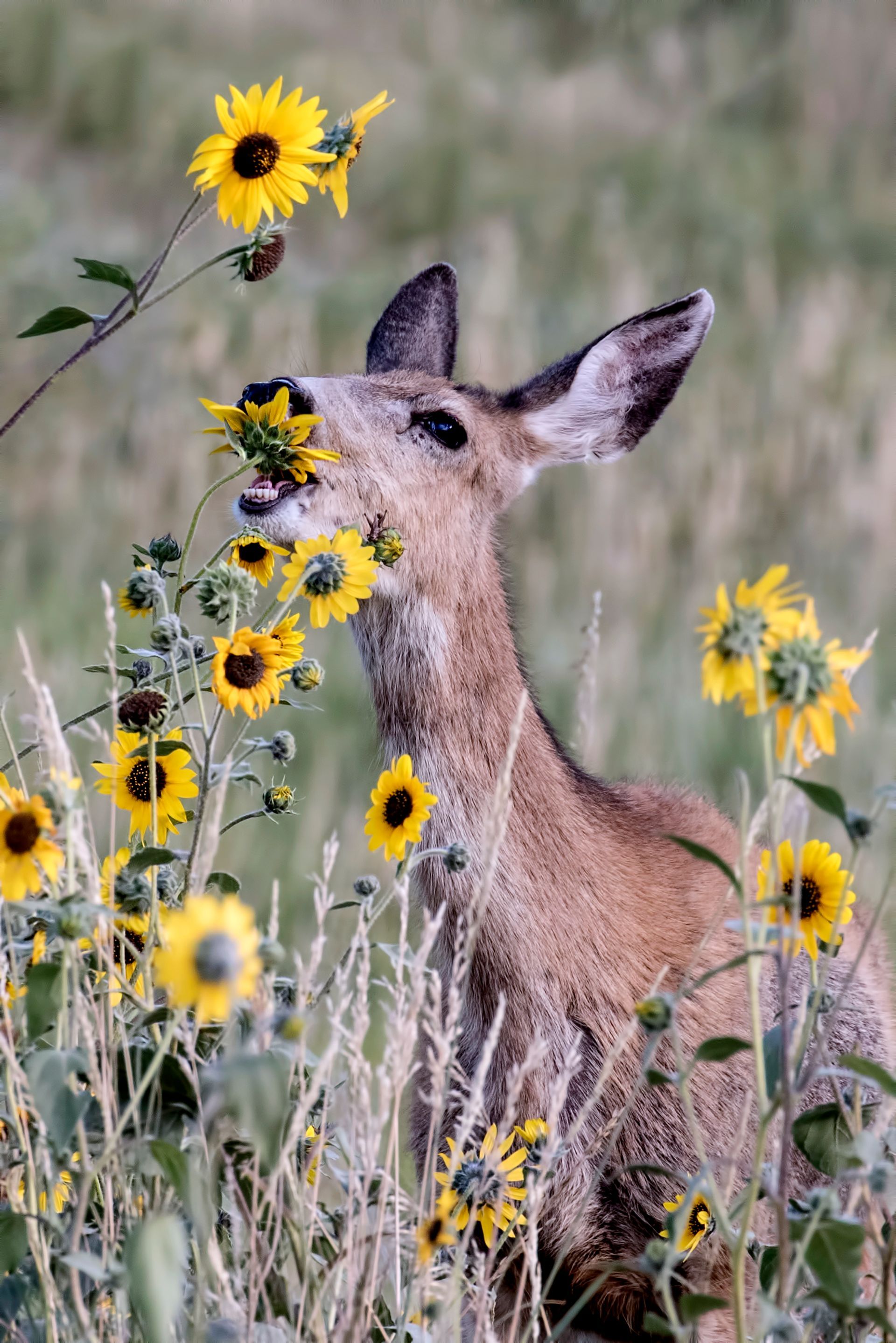 A deer in a field eating yellow sunflowers.