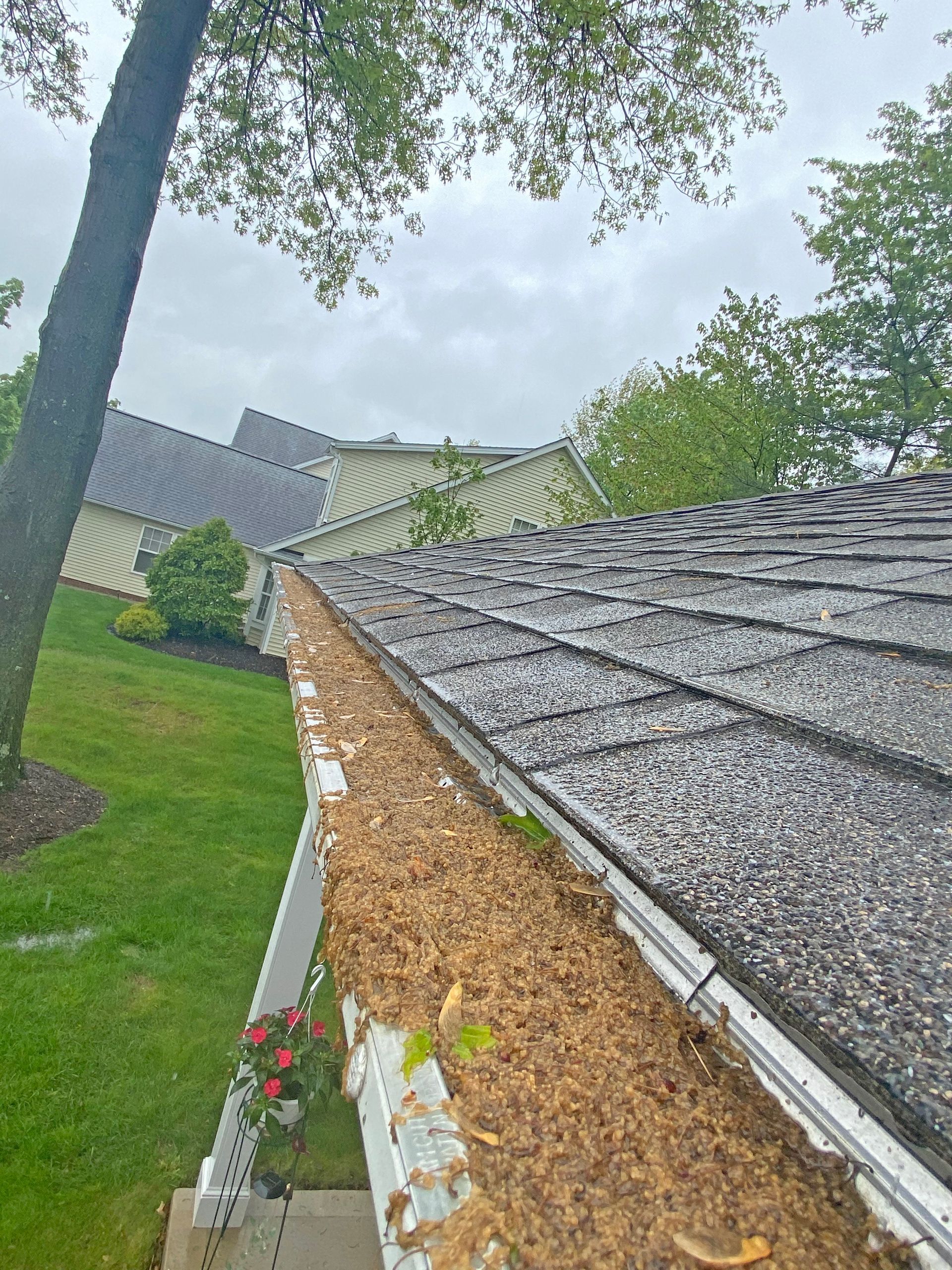 A clogged rain gutter filled with dry leaves and small plants, viewed from the corner of a house roof on a cloudy day.