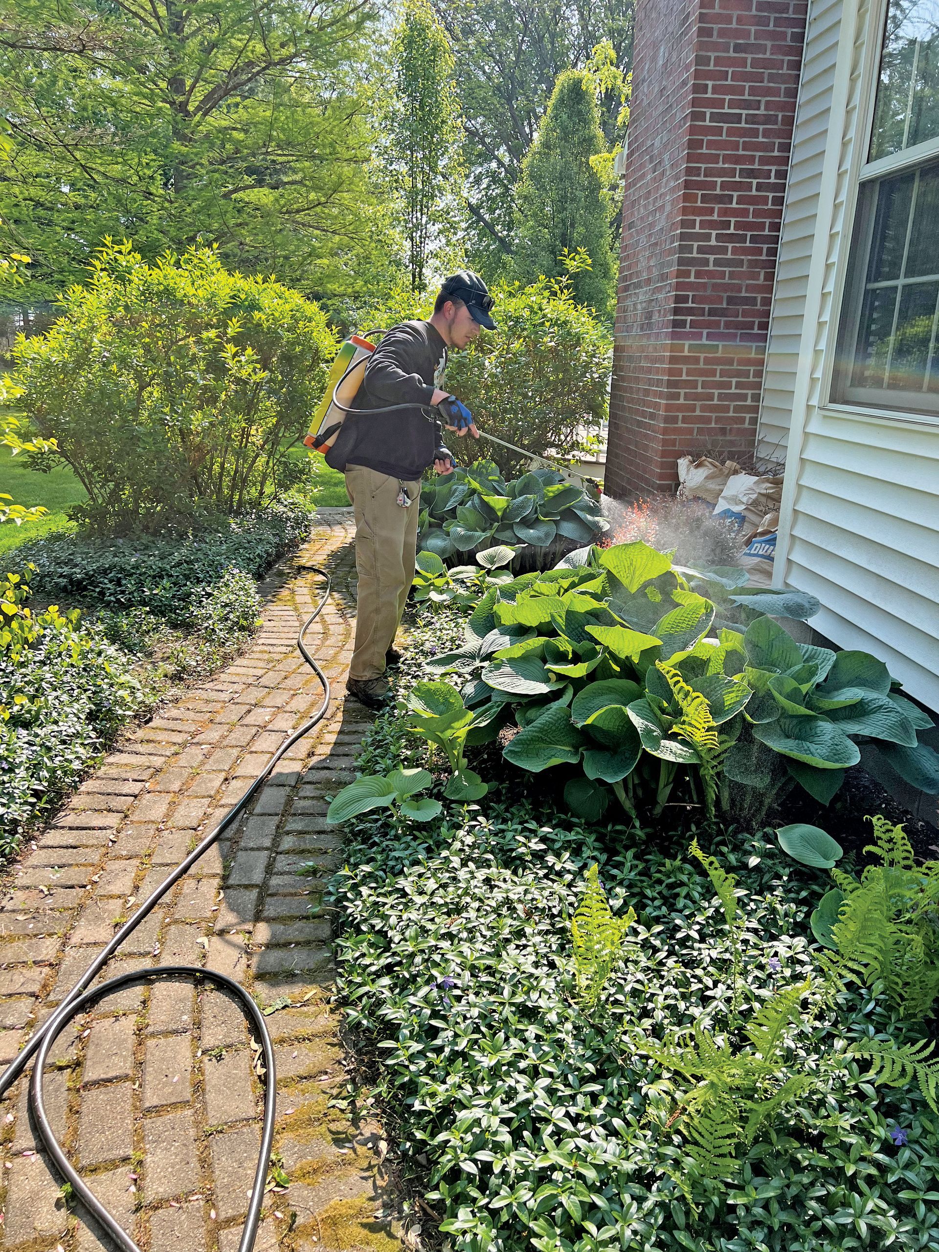 A person wearing a backpack sprayer treats plants along a brick walkway next to a house.