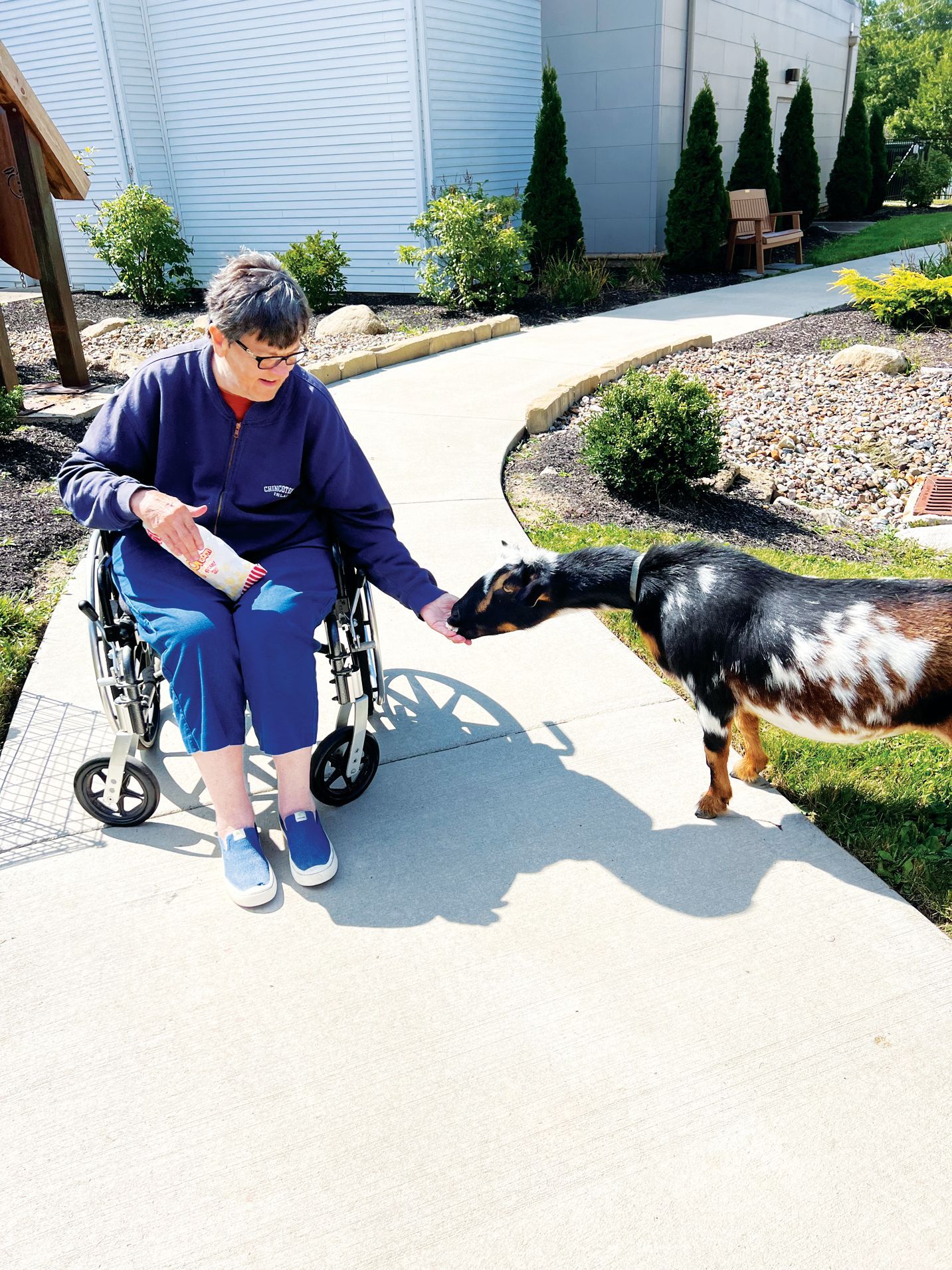 A person in a wheelchair reaches out to hand-feed a black and white goat on a sunny outdoor concrete path.