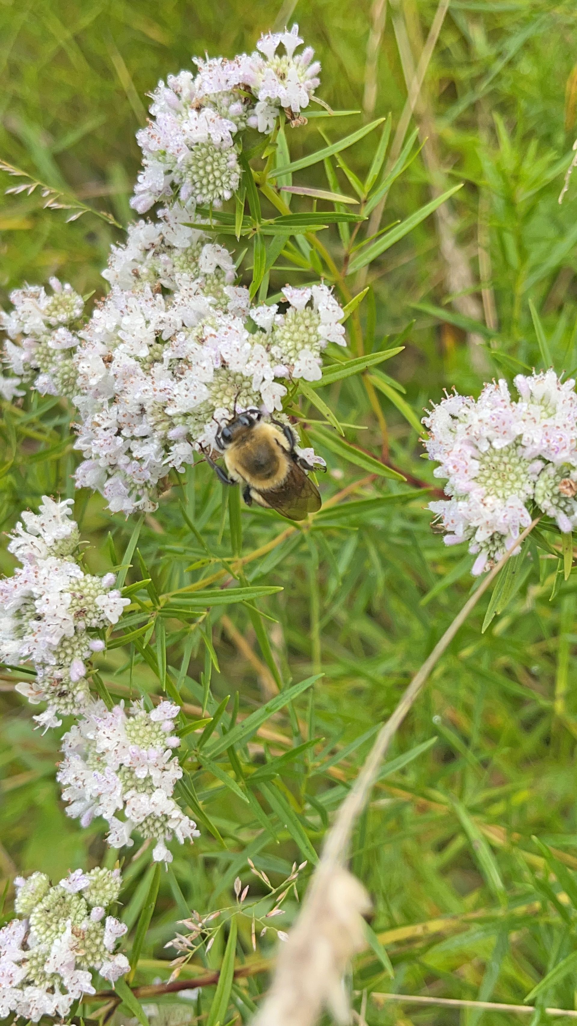 A fuzzy bumblebee foraging on a cluster of small white wildflowers in a green, grassy meadow.