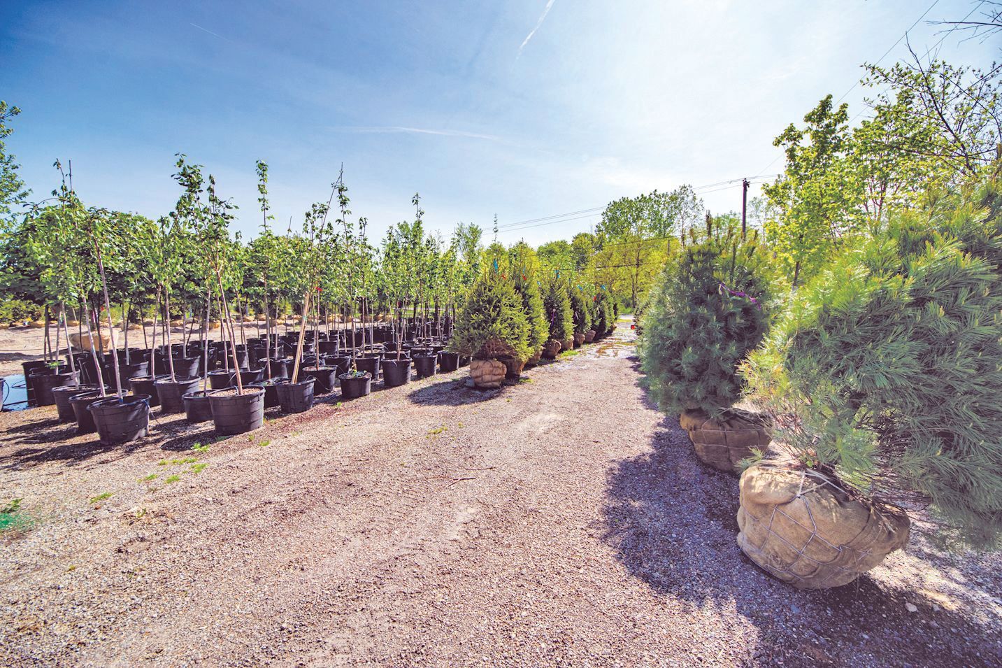 Rows of young trees in black pots and burlap-wrapped root balls in an outdoor nursery under a bright, sunny sky.
