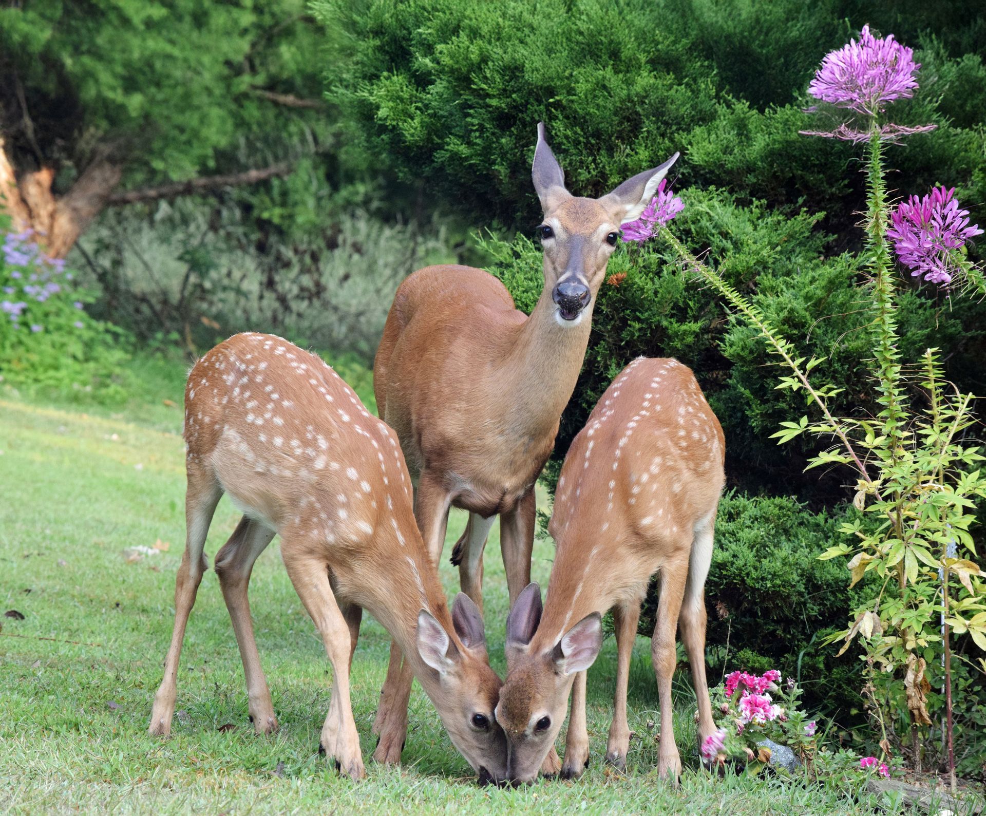 A mother deer stands behind two fawns grazing on green grass in front of a dark green hedge with purple flowers.
