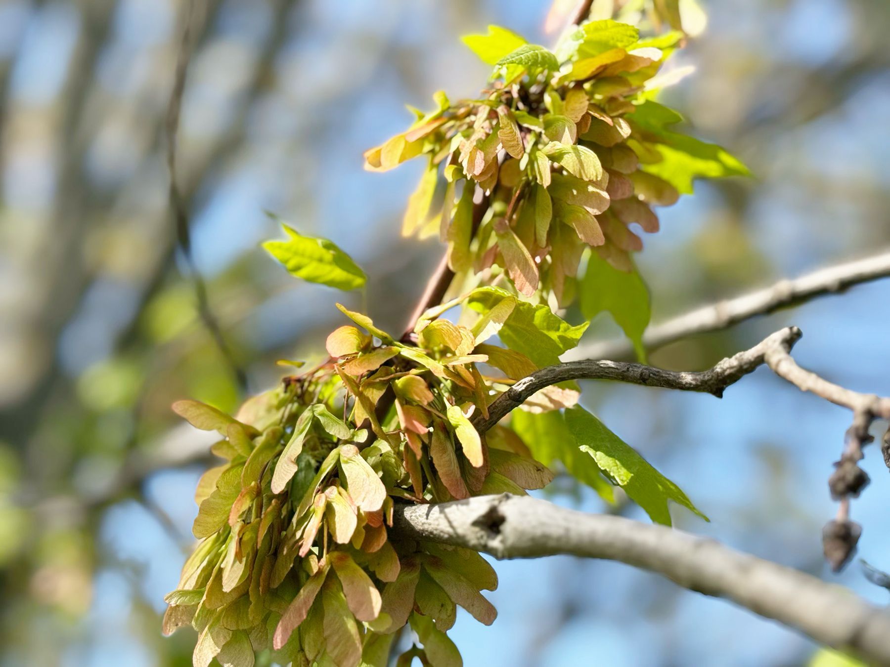 A close-up of a maple branch displaying numerous clusters of light green samara seeds and budding leaves against a blue sky.