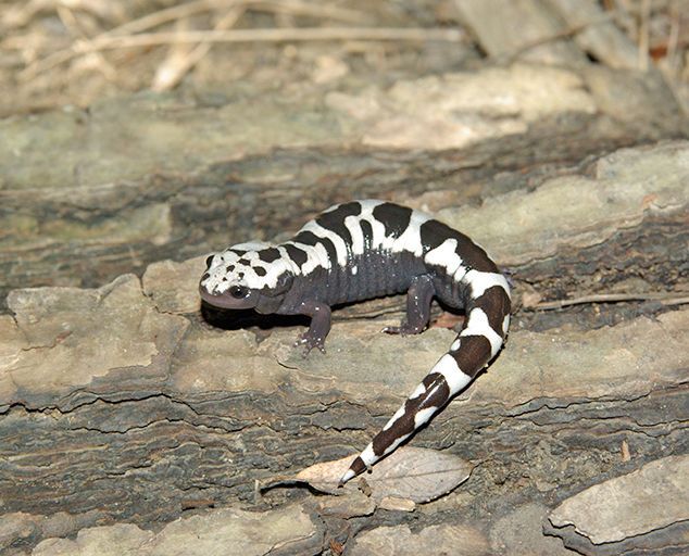 A marbled salamander with distinctive black and white patterns resting on a textured wooden log.