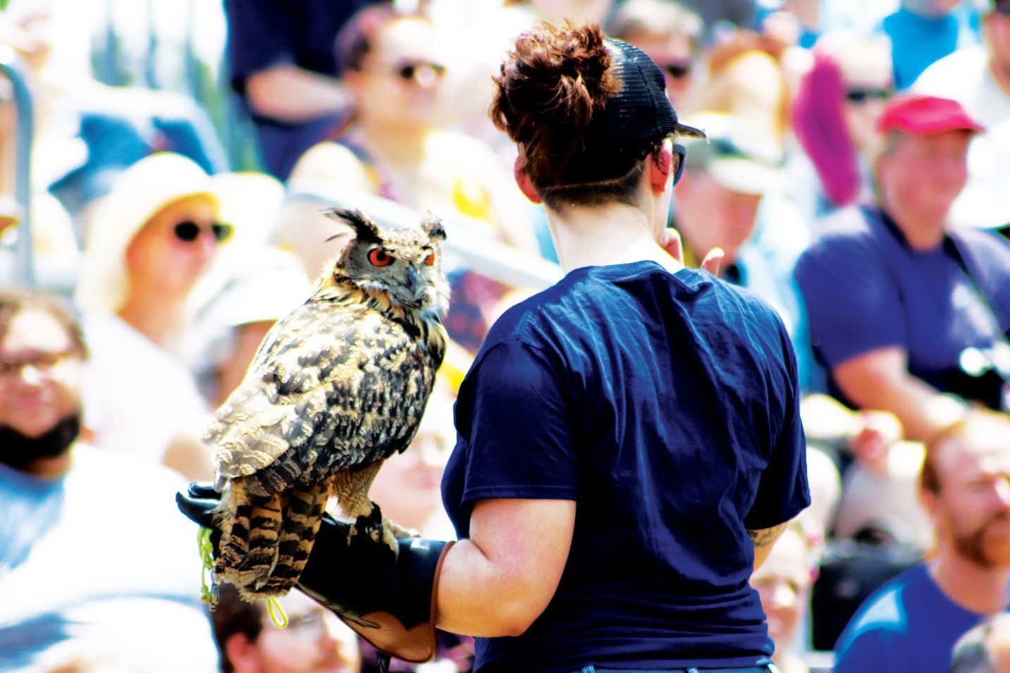 A handler with an owl perched on a gloved hand, facing a crowd in an outdoor setting.