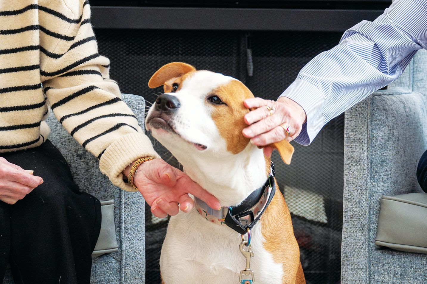 A dog with tan and white fur wearing a collar is being petted by two people on either side of it.