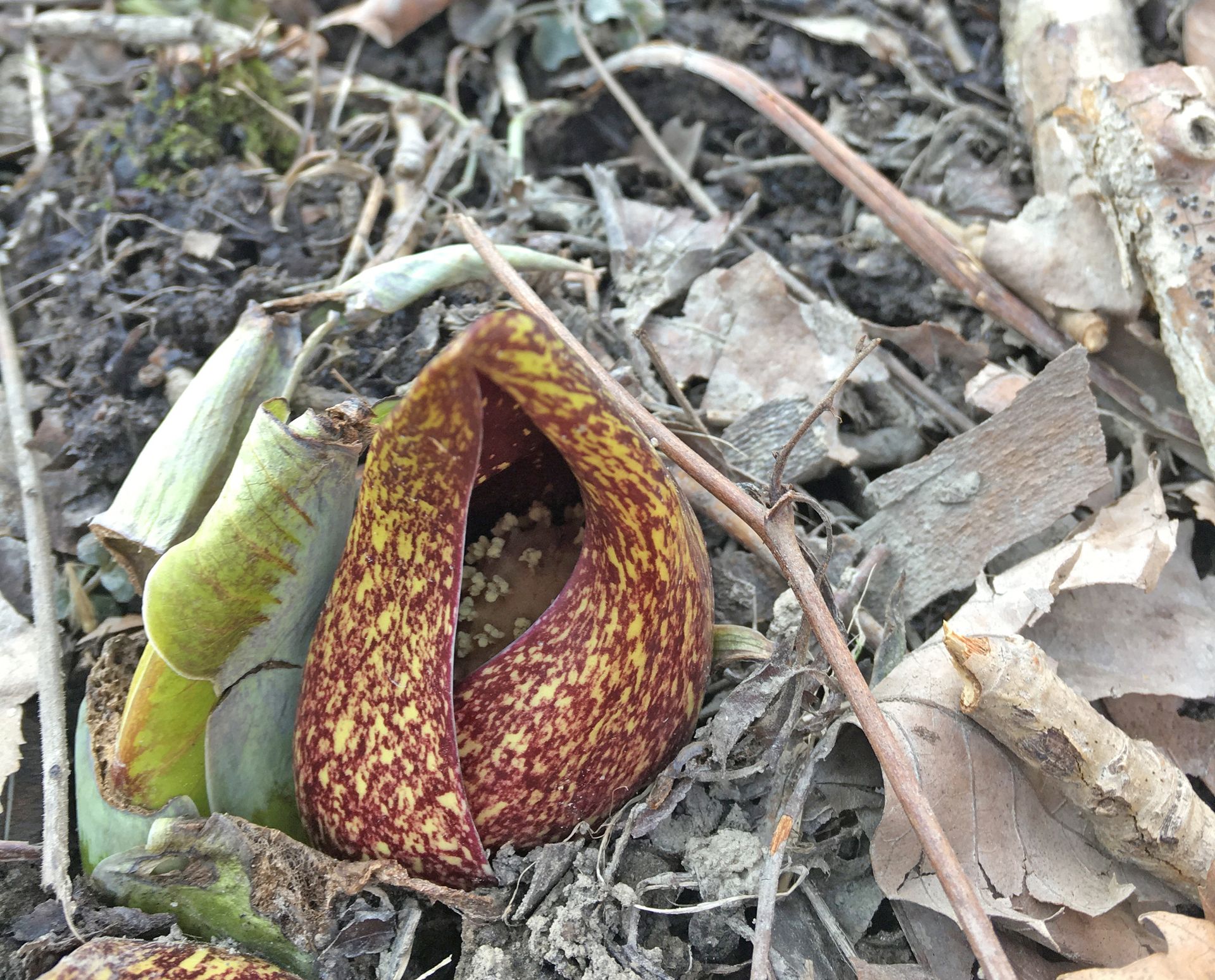 A mottled, maroon and yellow eastern skunk cabbage flower emerges from damp soil and leaf litter.