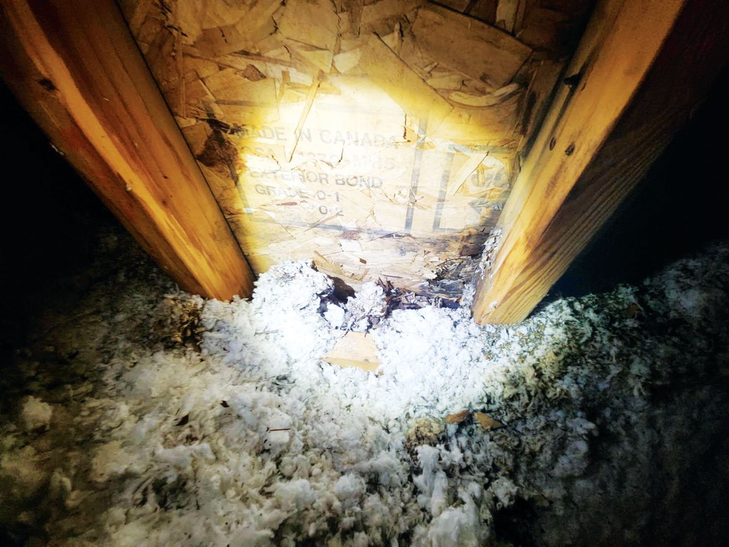 A flashlight illuminates wooden rafters and insulation in a dark attic, highlighting potential moisture or debris.