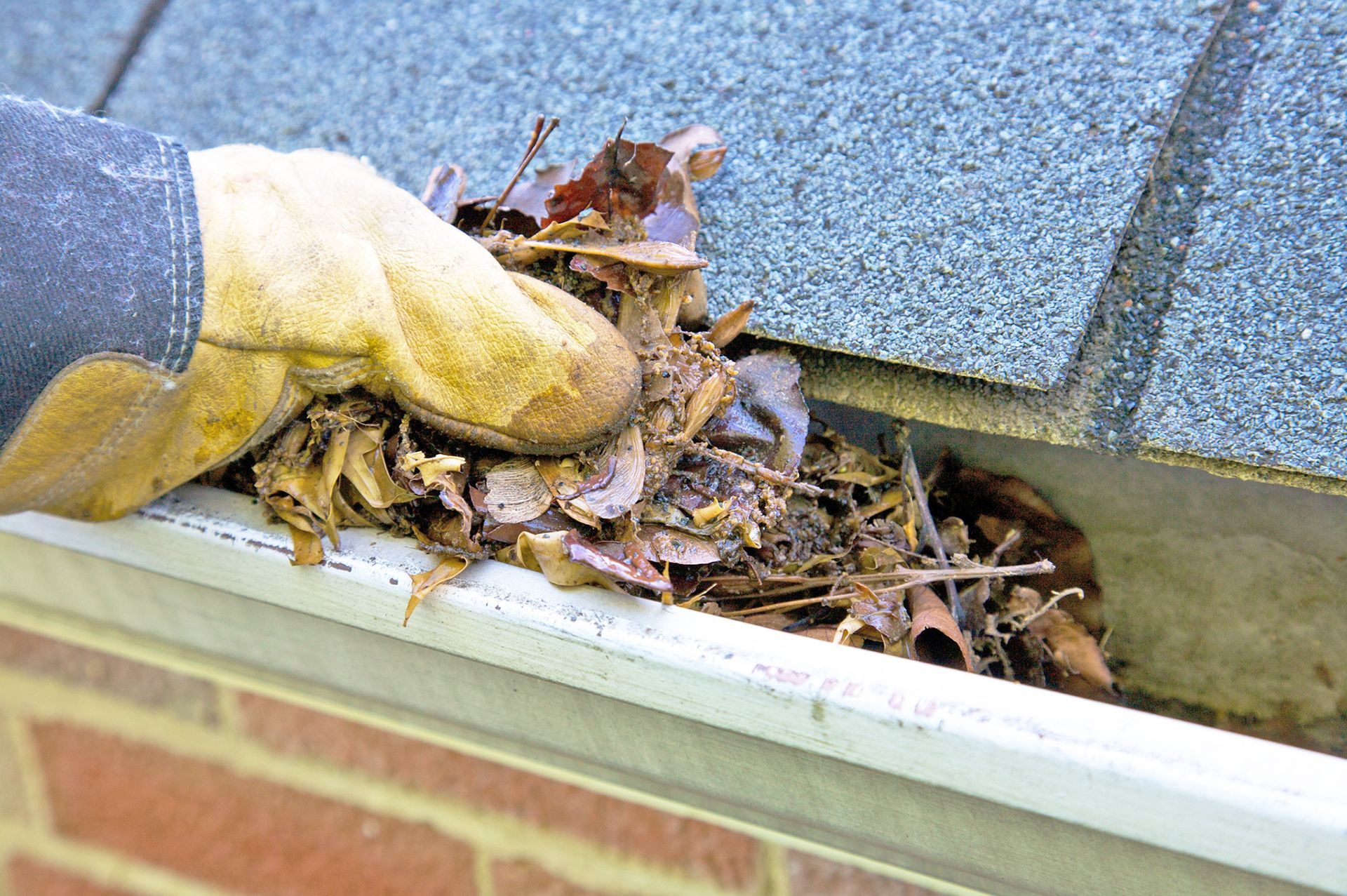 A gloved hand removes a pile of dead leaves and debris from a residential rain gutter.