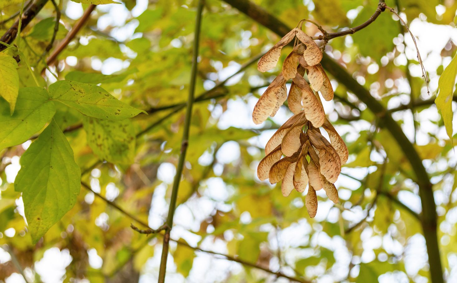 The wet spring helped create a bumper crop of maple seeds and other debris, notorious for clogging gutters. The full-service team at The Gutter Boys can clean them for you—or cover them.