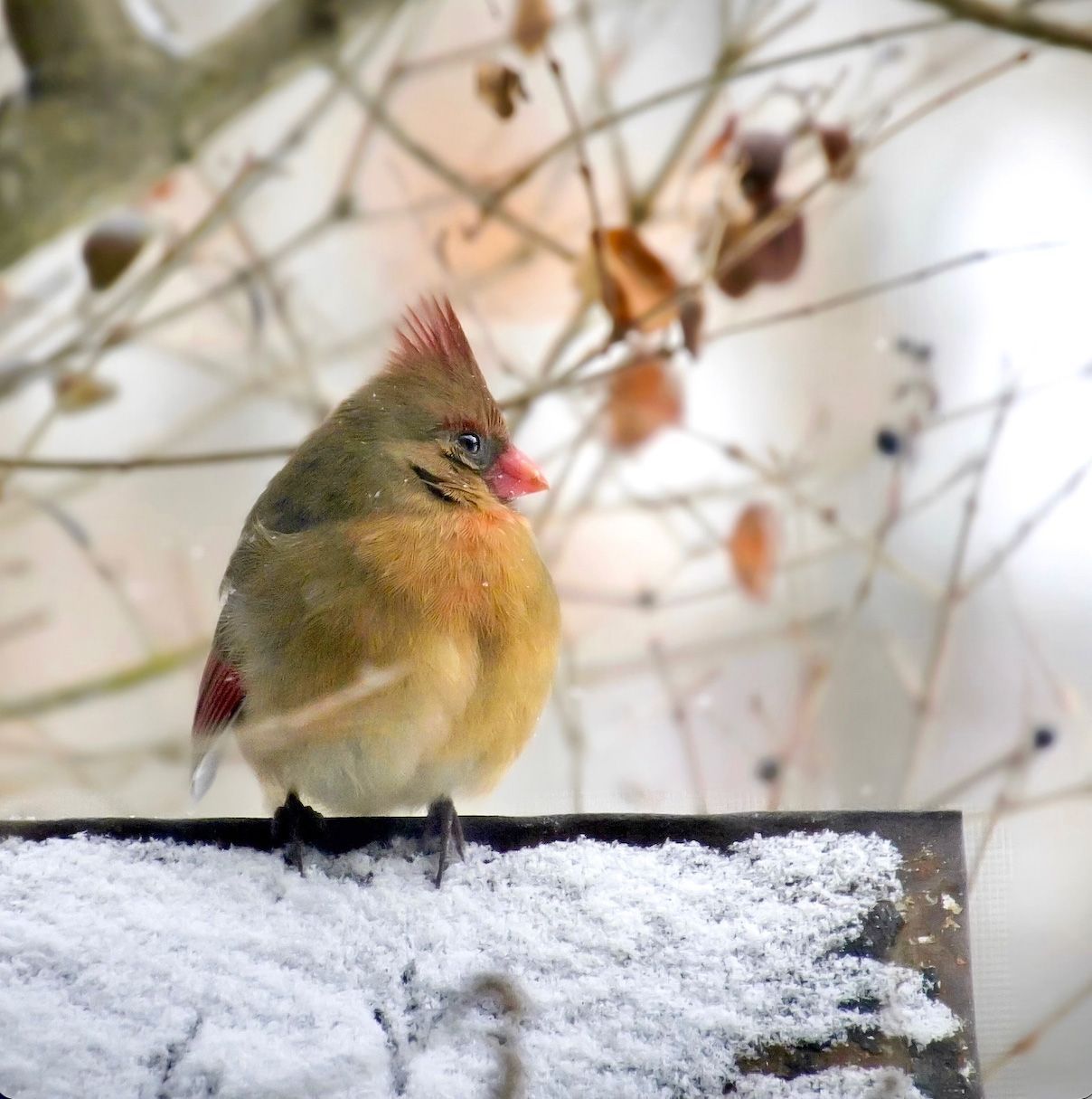 A female northern cardinal with olive-brown plumage and a red-tinged crest perched on a snow-covered wooden surface.