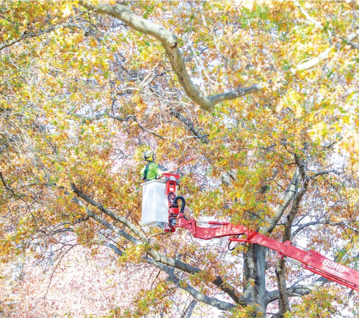 A worker in a high-visibility vest stands in a bucket lift, pruning a large, autumn-colored tree with a red lift arm.
