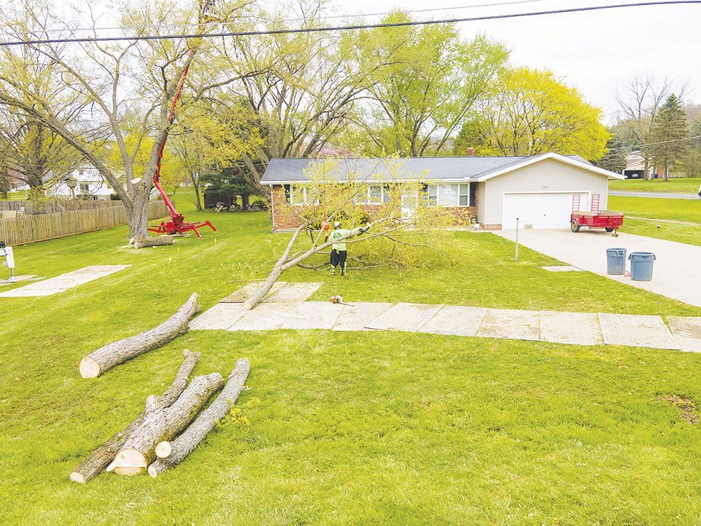A worker cuts a tree on a residential front lawn, with a lift nearby and cut logs lying on the grass.