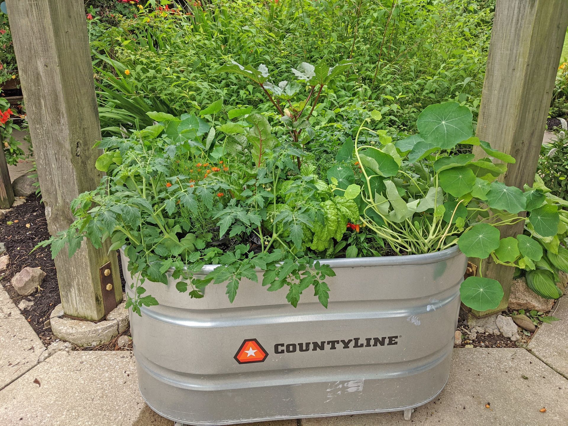 A galvanized CountyLine metal stock tank planter filled with tomato plants and green foliage on a paved patio.