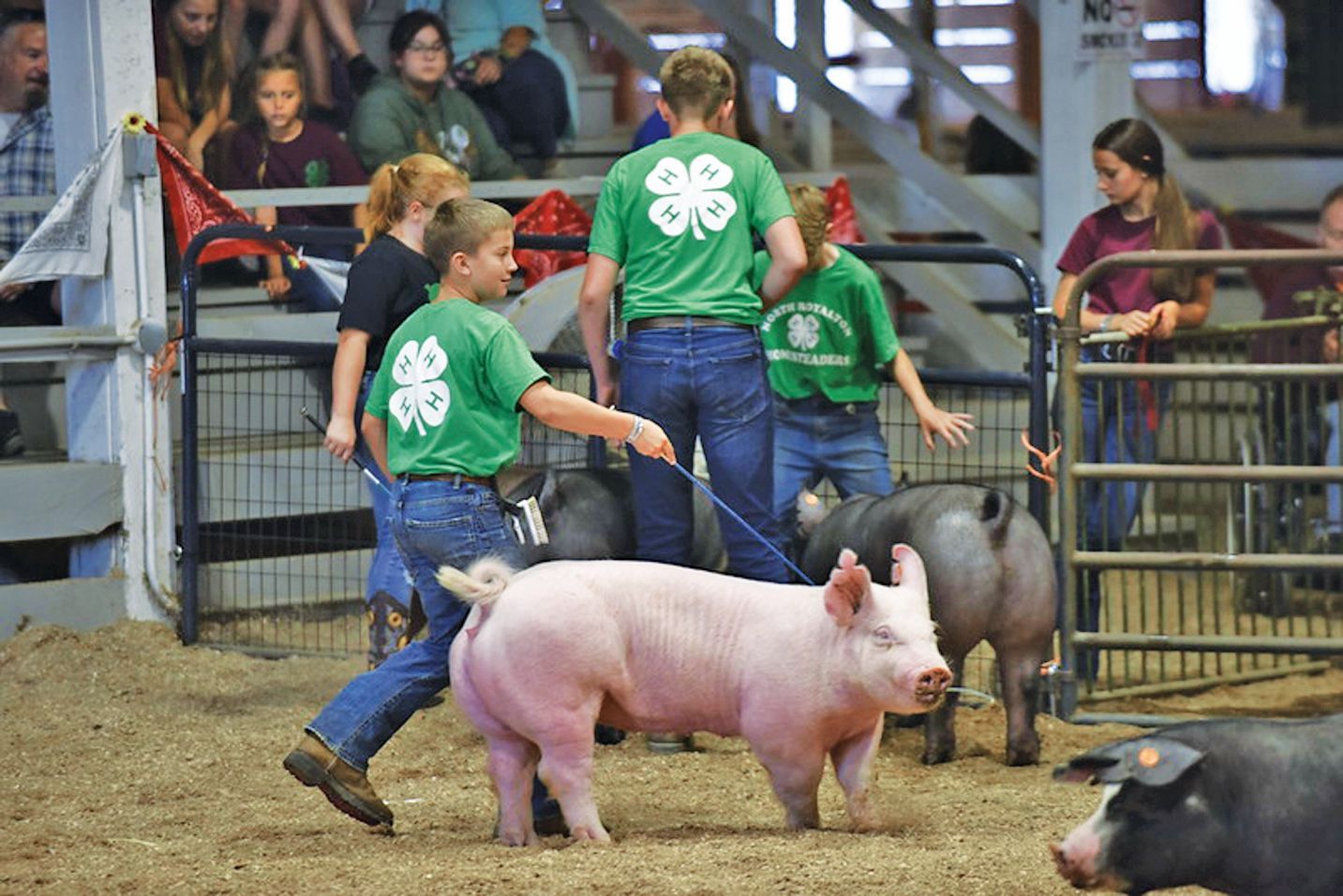 Youth in 4-H shirts show pigs in a fenced-in arena with a dirt floor during a livestock competition.