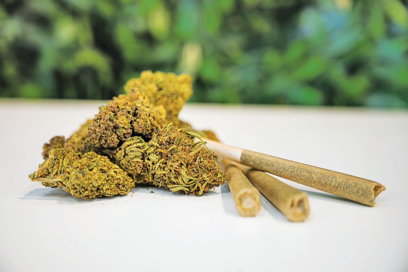 A pile of yellow-green cannabis buds rests next to three pre-rolled cannabis joints on a white surface against foliage.