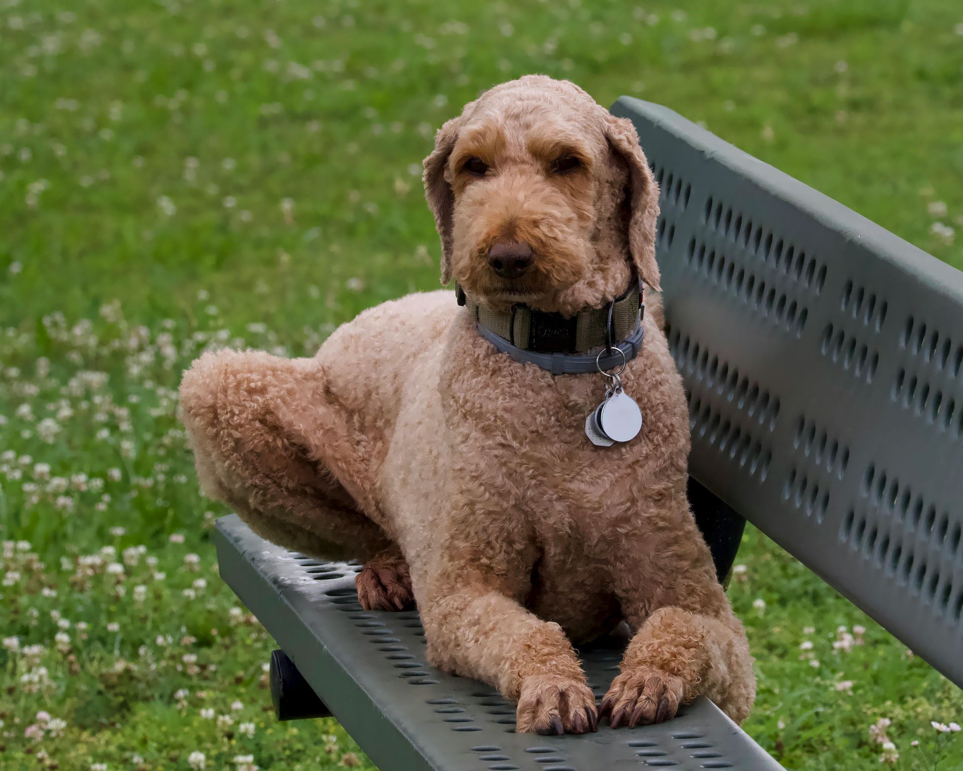 A curly, golden-brown doodle dog resting on a metal park bench in a grassy area.