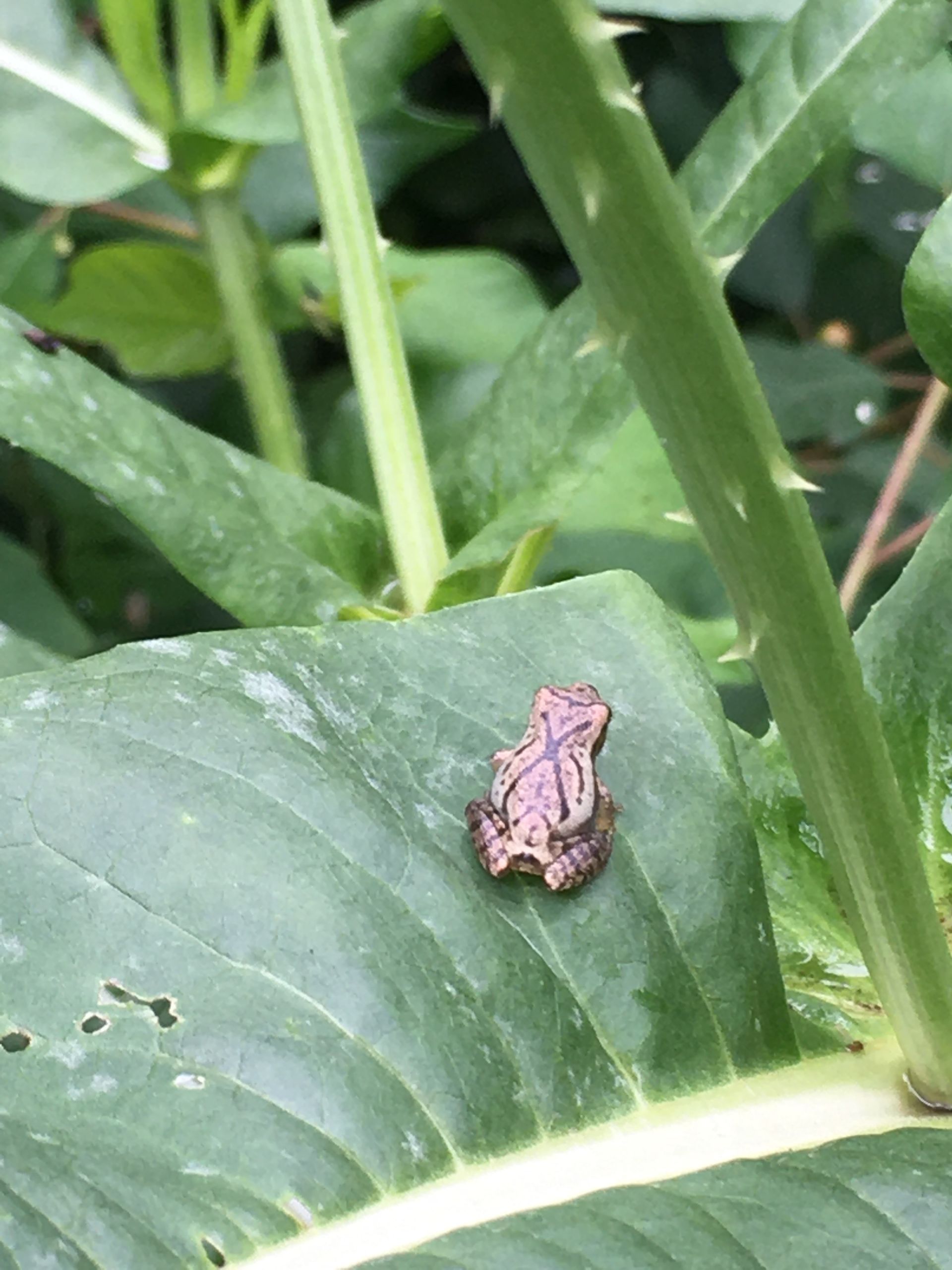A small, brown frog with a dark X-shaped marking on its back rests on a large green leaf.