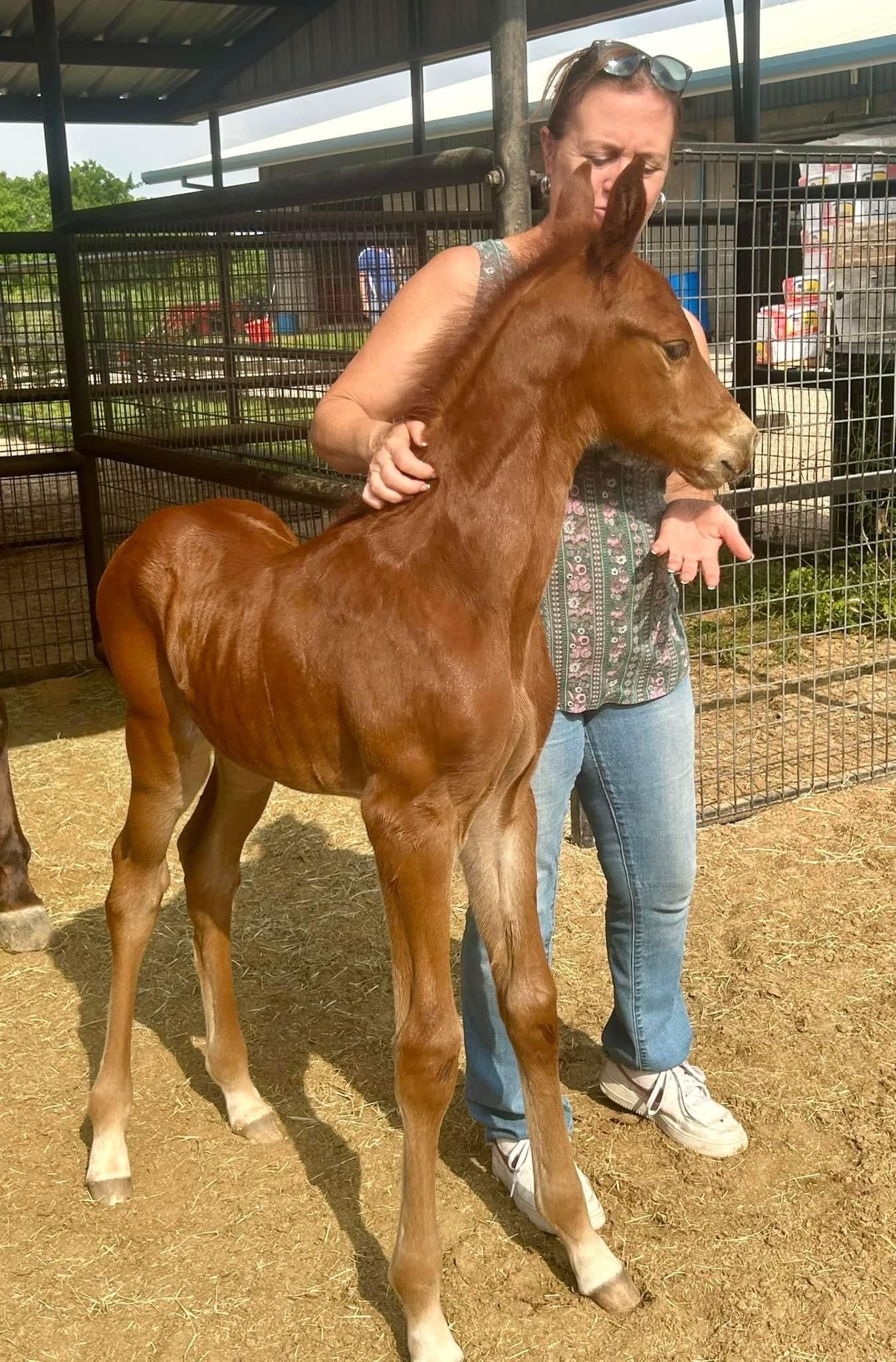 Vantage Point Farm Barn News • Horseback Riding • Tomball, TX