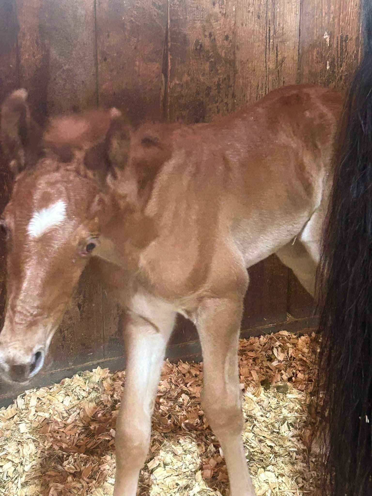 Vantage Point Farm Barn News • Horseback Riding • Tomball, TX