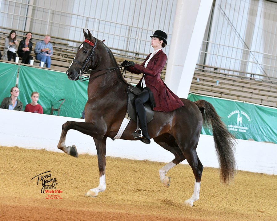 Show Horses for Sale • Tomball, TX • Vantage Point Farm