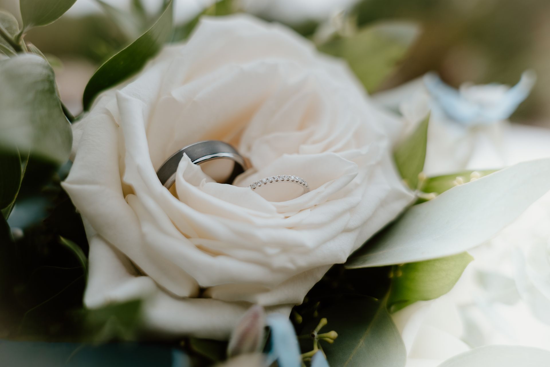 White rose with wedding rings nestled in its petals, surrounded by soft green leaves