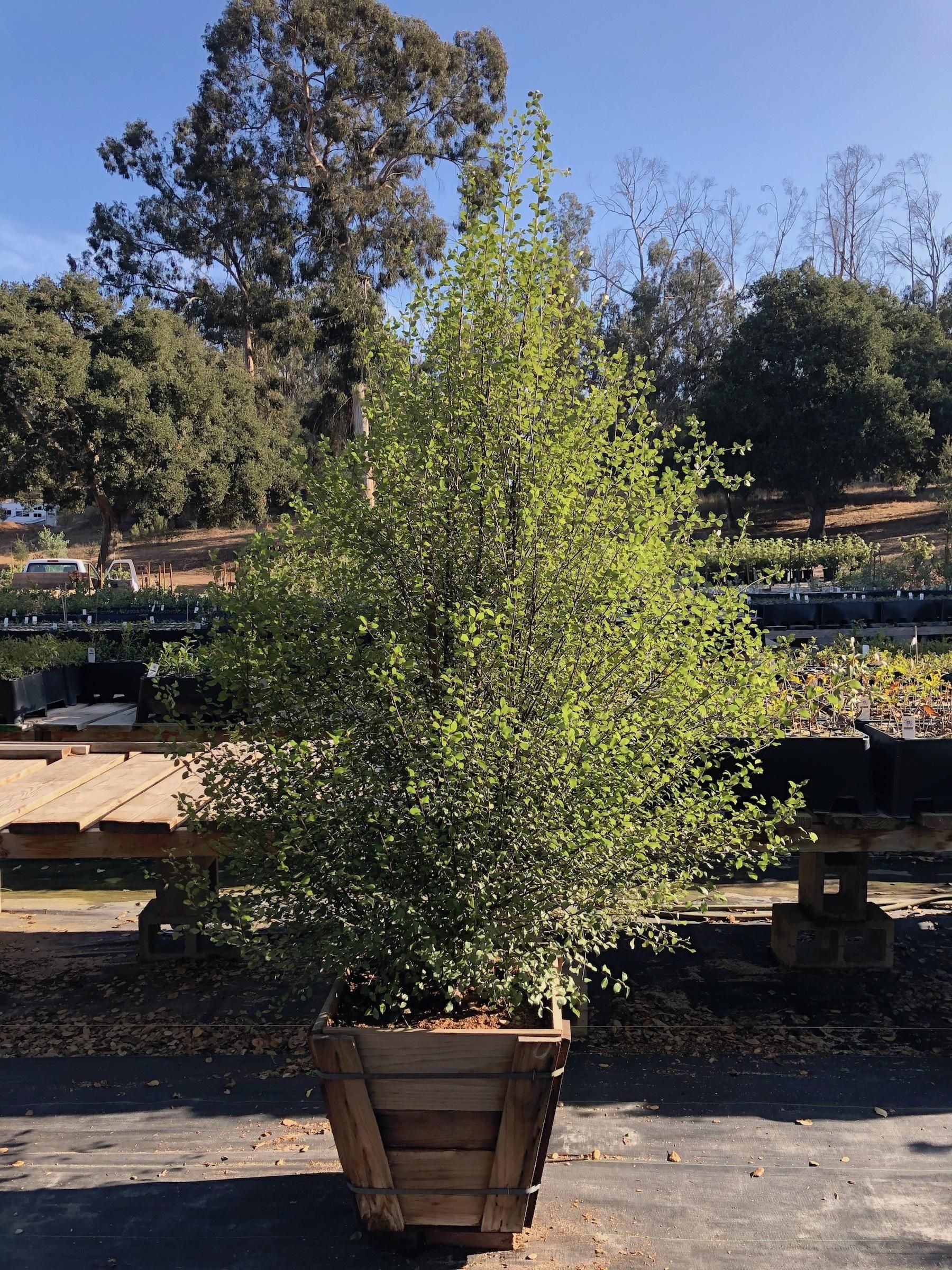 Pittosporum Tenuifolium 