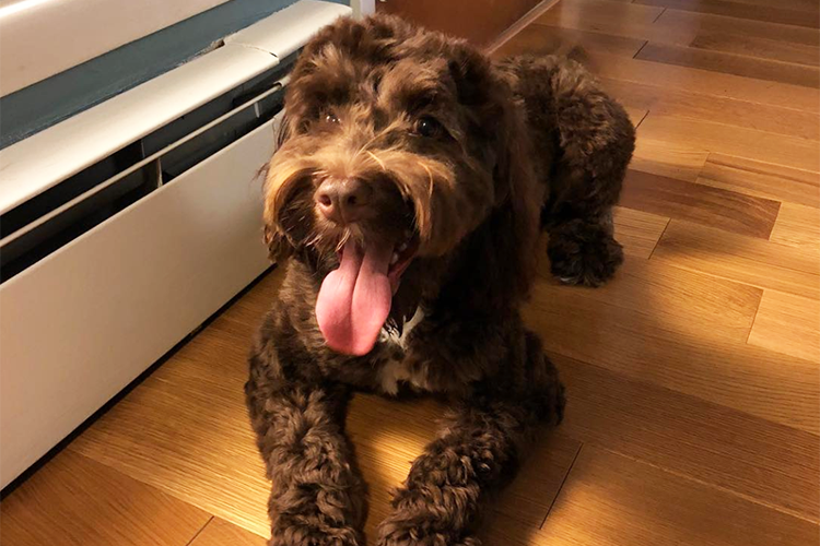 Brown curly-haired dog lying on a wooden floor, panting with its tongue out beside a white heater.