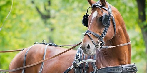 Brown horse in harness with bridle and reins against a green outdoor background