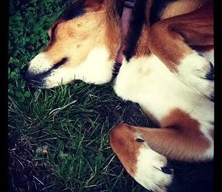 Beagle dog sleeping on green grass, curled up with brown and white fur.